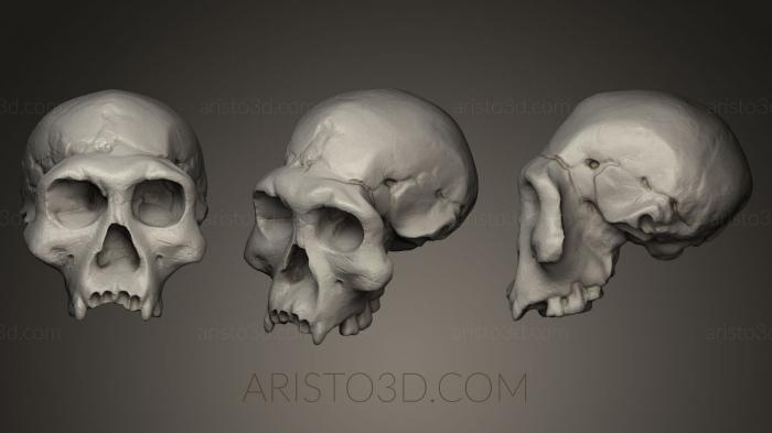 Anatomy of skeletons and skulls (ANTM_0042) 3D model for CNC machine